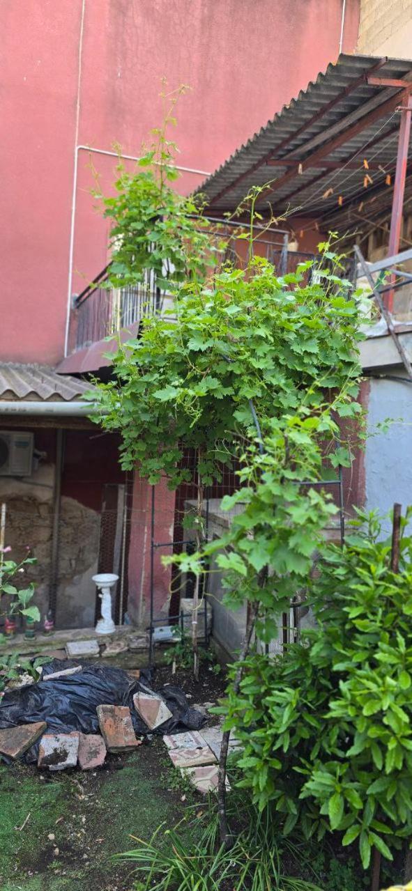 Appartamento In Casa Con Cortili Ad Arbus - Sardegna ภายนอก รูปภาพ